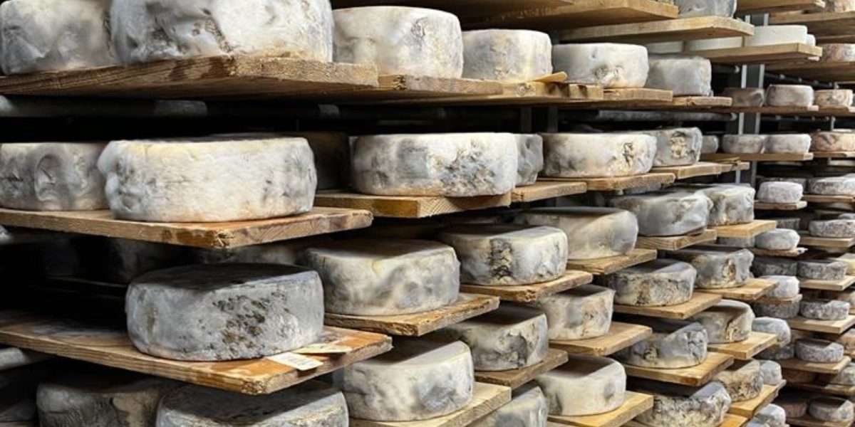 Photo of cheese ripening