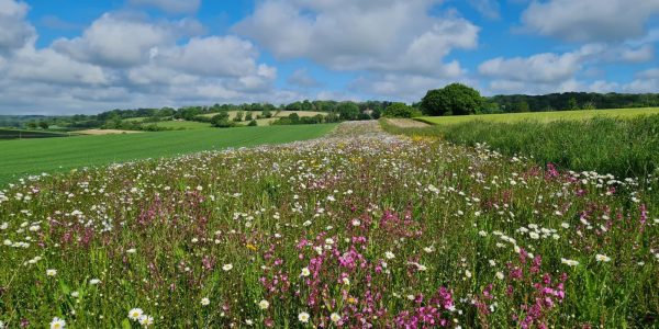 Wild meadow and fields at Rotherfield Park Estate