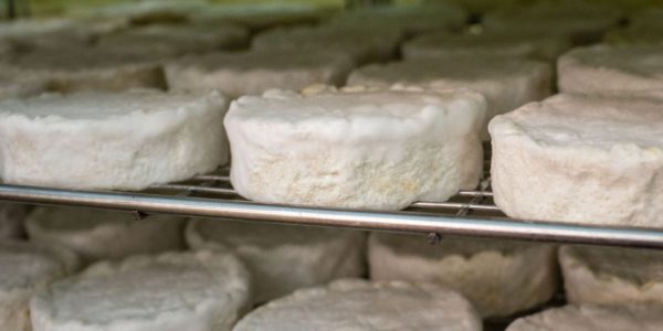 Tunworth artisan cheeses maturing